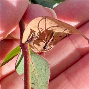 Torbia sp. at O'Connor, ACT - Today by Hejor1