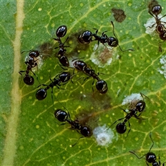 Monomorium / Chelaner (genus group) at O'Connor, ACT - 9 Nov 2025 by Hejor1