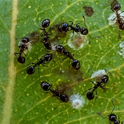 Monomorium / Chelaner (genus group) at O'Connor, ACT - 9 Nov 2025 by Hejor1