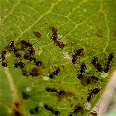 Glycaspis sp. (genus) (Unidentified sugary lerp) at O'Connor, ACT - 9 Nov 2025 by Hejor1