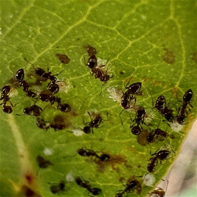 Glycaspis sp. (genus) (Unidentified sugary lerp) at O'Connor, ACT - 9 Nov 2025 by Hejor1