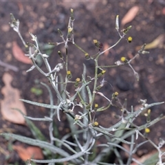 Senecio quadridentatus (Cotton Fireweed) at Hawker, ACT - 9 Nov 2025 by AlisonMilton