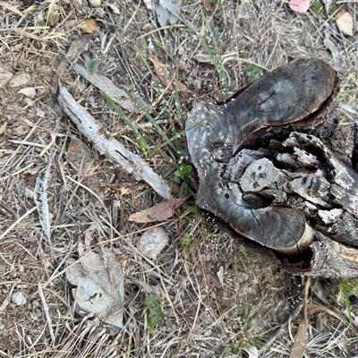 Aira (genus) (A Hair Grass) at O'Connor, ACT - 9 Nov 2025 by Hejor1