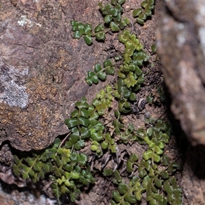 Unverified Fern or Clubmoss at Hawker, ACT - Today by AlisonMilton