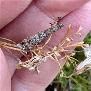 Conoeca or Lepidoscia (genera) IMMATURE at O'Connor, ACT - Today by Hejor1