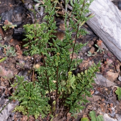 Cheilanthes sieberi subsp. sieberi (Mulga Rock Fern) at Hawker, ACT - 9 Nov 2025 by AlisonMilton