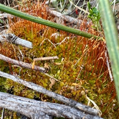 Funaria hygrometrica at O'Connor, ACT - 9 Nov 2025 by Hejor1