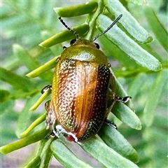 Calomela parilis (Leaf beetle) at O'Connor, ACT - 9 Nov 2025 by Hejor1