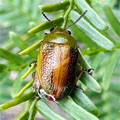 Calomela parilis (Leaf beetle) at O'Connor, ACT - 9 Nov 2025 by Hejor1