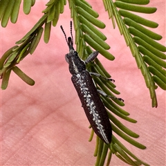 Rhinotia sp. (genus) (Unidentified Rhinotia weevil) at O'Connor, ACT - 9 Nov 2025 by Hejor1