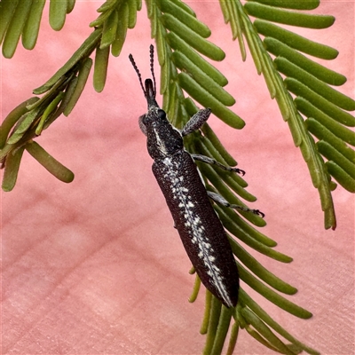 Rhinotia sp. (genus) (Unidentified Rhinotia weevil) at O'Connor, ACT - 9 Nov 2025 by Hejor1