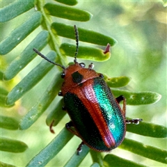 Calomela curtisi (Acacia leaf beetle) at O'Connor, ACT - 9 Nov 2025 by Hejor1