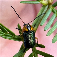 Aporocera (Aporocera) consors (A leaf beetle) at O'Connor, ACT - 9 Nov 2025 by Hejor1