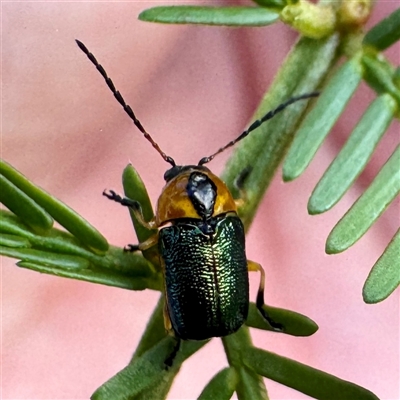 Aporocera (Aporocera) consors (A leaf beetle) at O'Connor, ACT - 9 Nov 2025 by Hejor1