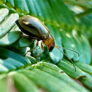 Monolepta froggatti at O'Connor, ACT - Today by Hejor1