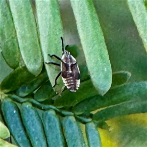 Pentatomidae (family) at O'Connor, ACT - Today by Hejor1