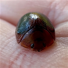 Dicranosterna immaculata (Acacia leaf beetle) at O'Connor, ACT - 9 Nov 2025 by Hejor1