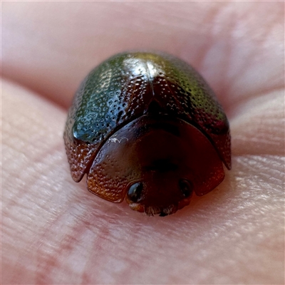 Dicranosterna immaculata (Acacia leaf beetle) at O'Connor, ACT - 9 Nov 2025 by Hejor1