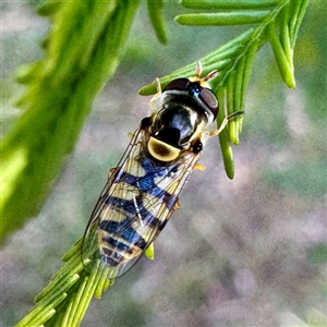 Simosyrphus grandicornis at O'Connor, ACT - Today by Hejor1