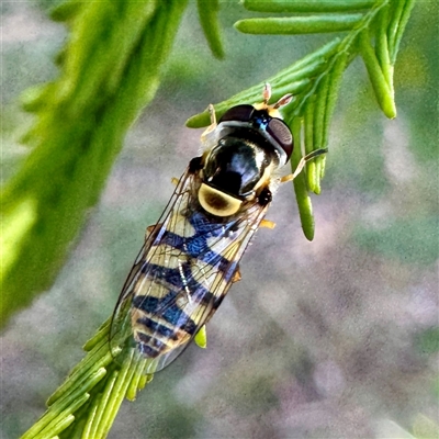 Simosyrphus grandicornis (Common hover fly) at O'Connor, ACT - 9 Nov 2025 by Hejor1