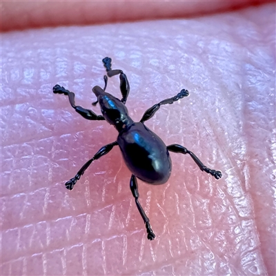 Rhynolaccus sp. (genus) (Rhynolaccus weevil) at O'Connor, ACT - 9 Nov 2025 by Hejor1