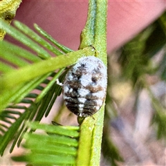 Melanococcus albizziae (Acacia Mealybug) at O'Connor, ACT - 9 Nov 2025 by Hejor1