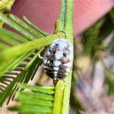 Melanococcus albizziae (Acacia Mealybug) at O'Connor, ACT - 9 Nov 2025 by Hejor1