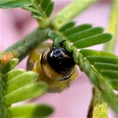 Calomela (genus) (Acacia leaf beetle) at O'Connor, ACT - 9 Nov 2025 by Hejor1