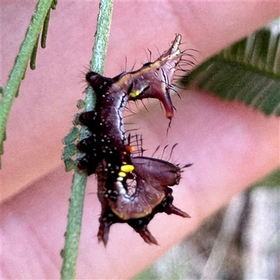 Neola semiaurata (Wattle Notodontid Moth) at O'Connor, ACT - 9 Nov 2025 by Hejor1