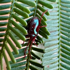 Rainbowia sp. (genus) at O'Connor, ACT - Today by Hejor1