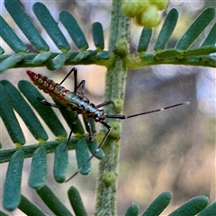 Rayieria sp. (genus) (Mirid plant bug) at O'Connor, ACT - 9 Nov 2025 by Hejor1