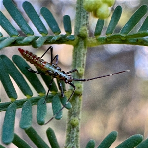Rayieria sp. (genus) at O'Connor, ACT - Today by Hejor1