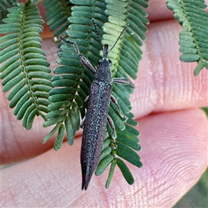 Rhinotia sp. (genus) at O'Connor, ACT - Today by Hejor1