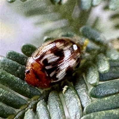 Peltoschema delicatulum (Leaf beetle) at O'Connor, ACT - 9 Nov 2025 by Hejor1