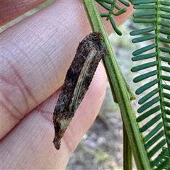 Trigonocyttara clandestina (Less-stick Case Moth) at O'Connor, ACT - 9 Nov 2025 by Hejor1