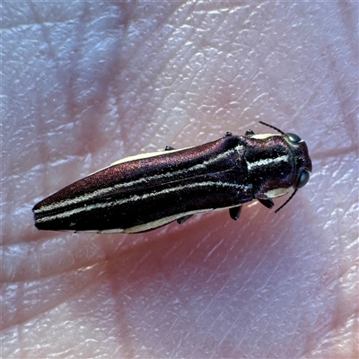 Agrilus hypoleucus (Hypoleucus jewel beetle) at O'Connor, ACT - 9 Nov 2025 by Hejor1
