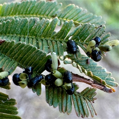 Calomela (genus) (Acacia leaf beetle) at O'Connor, ACT - 9 Nov 2025 by Hejor1