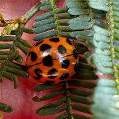Harmonia conformis (Common Spotted Ladybird) at O'Connor, ACT - 9 Nov 2025 by Hejor1