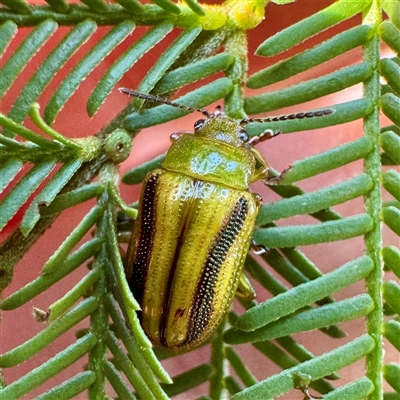 Calomela juncta (Leaf beetle) at O'Connor, ACT - 9 Nov 2025 by Hejor1