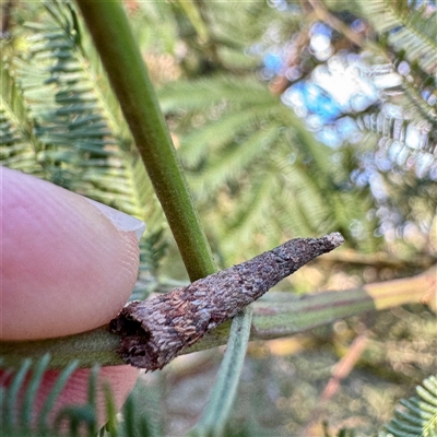 Conoeca or Lepidoscia (genera) IMMATURE (Unidentified Cone Case Moth larva, pupa, or case) at O'Connor, ACT - 9 Nov 2025 by Hejor1