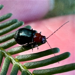 Adoxia benallae (Leaf beetle) at O'Connor, ACT - 9 Nov 2025 by Hejor1