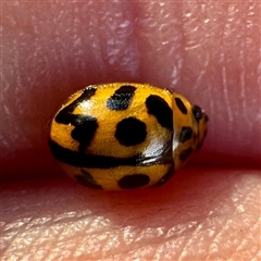 Peltoschema oceanica (Oceanica leaf beetle) at O'Connor, ACT - 9 Nov 2025 by Hejor1