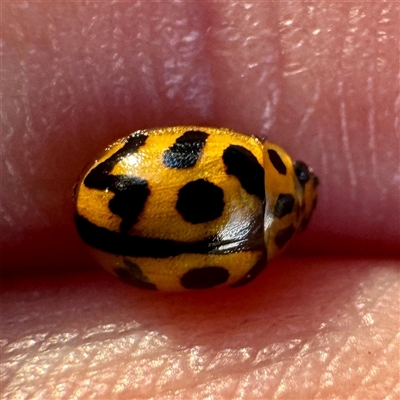 Peltoschema oceanica (Oceanica leaf beetle) at O'Connor, ACT - 9 Nov 2025 by Hejor1