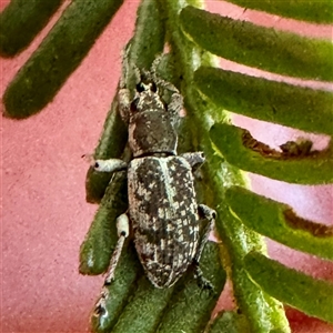 Perperus lateralis at O'Connor, ACT - Today by Hejor1