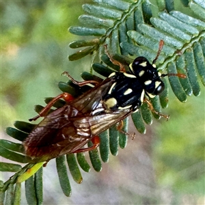 Perga sp. (genus) at O'Connor, ACT - Today by Hejor1