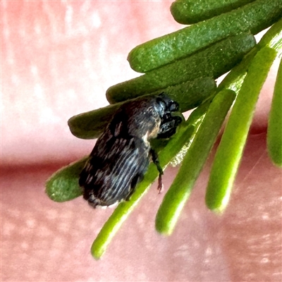 Neolaemosaccus longimanus at O'Connor, ACT - 9 Nov 2025 by Hejor1