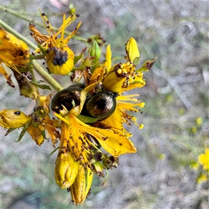 Chrysolina quadrigemina at O'Connor, ACT - Today by Hejor1