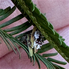 Hemerobiidae sp. (family) at O'Connor, ACT - 9 Nov 2025 by Hejor1