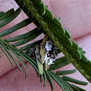 Hemerobiidae sp. (family) at O'Connor, ACT - Today by Hejor1