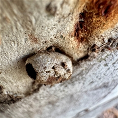 Doratifera (genus) (Cup Moth) at O'Connor, ACT - 9 Nov 2025 by Hejor1